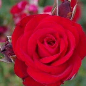 Rosier Conquistador®