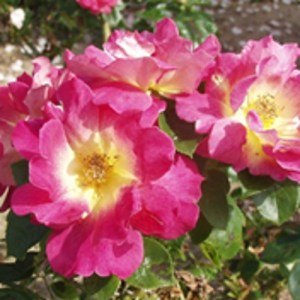 Rosier Réveil Dijonnais