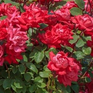 Rosier Knock out®