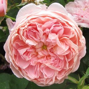 Rosier Claude Rabbe