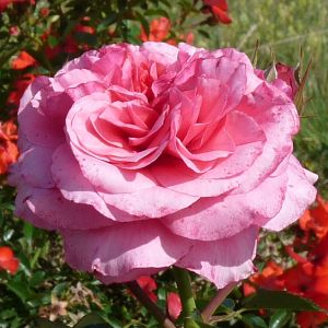 Rosier Pink Voluptia®