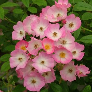 Rosier Ballerina®