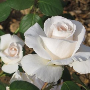 Rosier Julia Renaissance®