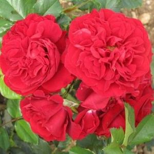 Rosier Cumberland®