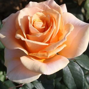 Rosier Marylin Monroe®