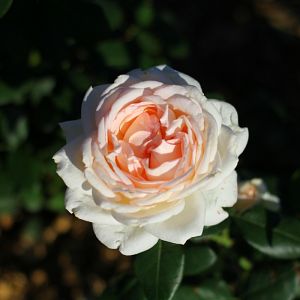 Rosier Gruaud Larose®