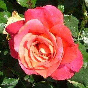 Rosier Belle Epoque®
