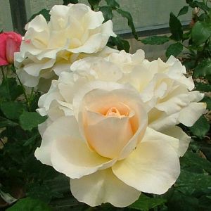 Rosier Berenice®