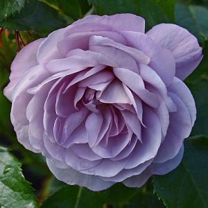 Rosier Lady Perfume®