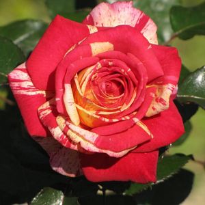 Rosier Broceliande®