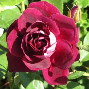 Rosier Burgundy Ice®
