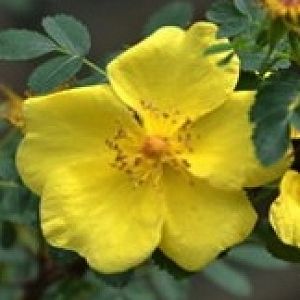 Rosier Golden Chersonese