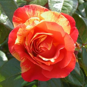 Rosier Good Morning®