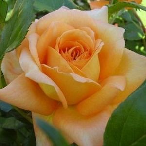Rosier Chateaubriand®