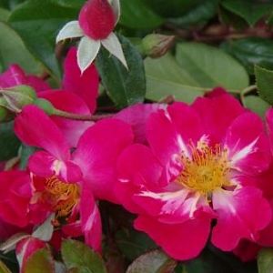Rosier Peace and Love®