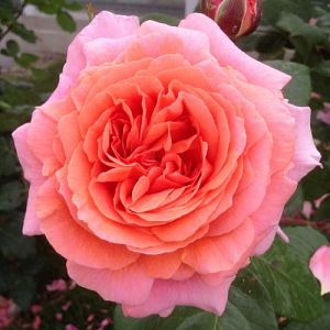 Rosier Amour de Molène®