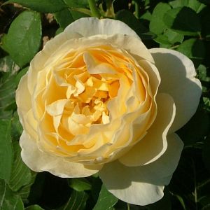 Rosier Charlotte®