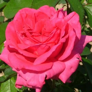 Rosier Criterion