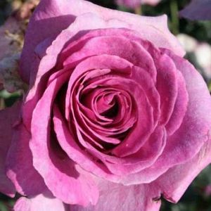 Rosier Violette parfumée grimpant®