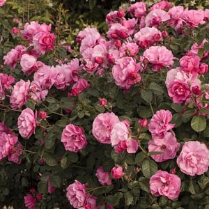 Rosier Deborah Meillandecor®