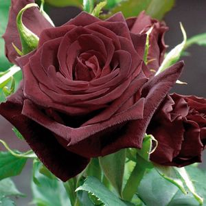 Rosier Black Baccara®