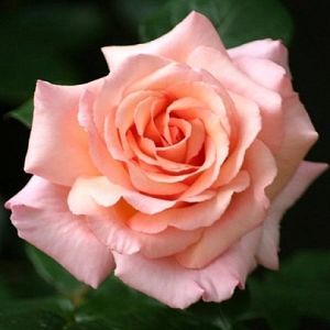 Rosier Belle de Londres®