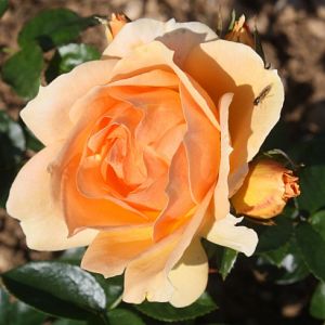 Rosier Mythique®