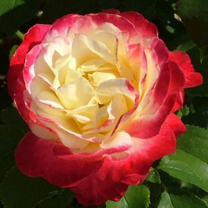 Rosier Double Delight®