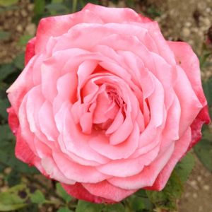 Rosier Parfum de Franche-Comté®