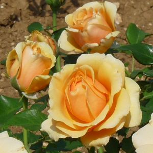 Rosier Rose Alleyson®