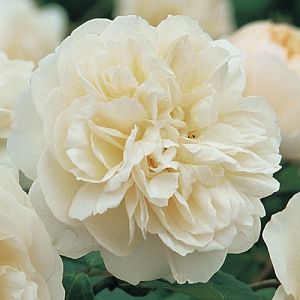 Rosier Lichfield Angel®