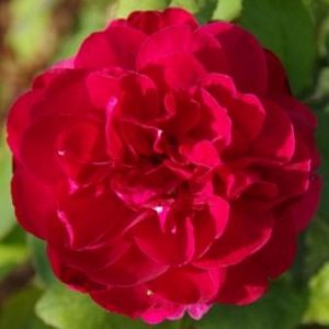 Rosier Darcey Bussel®