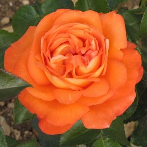 Rosier Magdalena®
