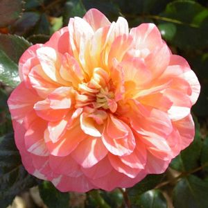 Rosier La Rose des Impressionnistes®