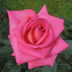 Rosier Parfum Royal Clg®
