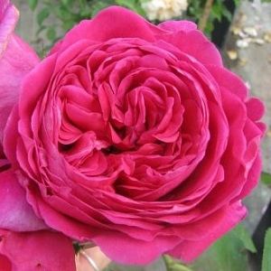 Rosier Lady Of Megginch®