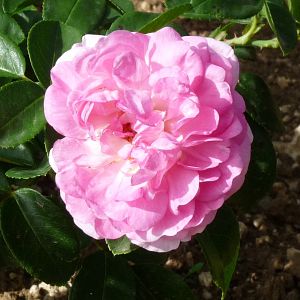 Rosier Jasmina®