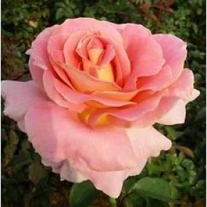 Rosier Evelyne Dheliat®