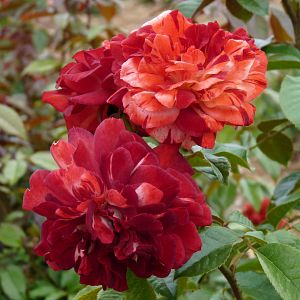 Rosier Poseidon®