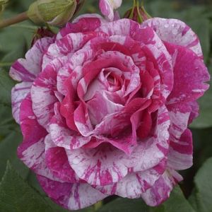Rosier Fizzy Lady®