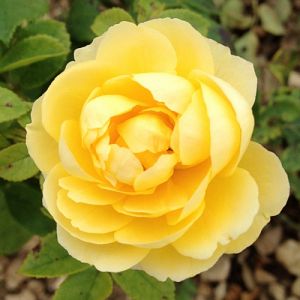 Rosier Indiane®
