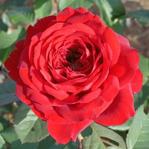 Rosier Jubilé Laperrière®