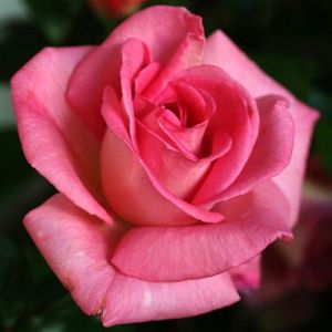 Rosier Parfum Royal®