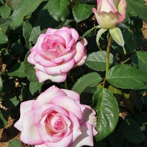Rosier Moonstar®