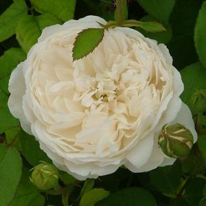 Rosier Glamis Castle®