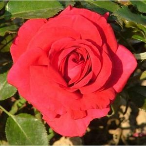 Rosier Le Grand Huit®