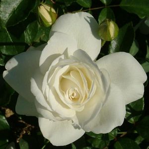 Rosier Iceberg