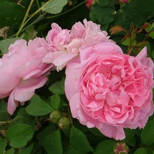 Rosier Mary Rose®