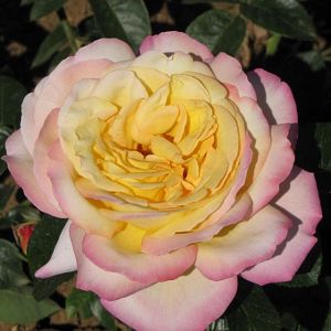 Rosier Mme Antoine Meilland