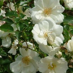 Rosier Opalia Grimpant®